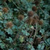 acaena buchanii - abriachan nurseries